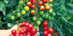 اصول کاشت گوجه فرنگی به شکل حرفه ای + بهترین زمان کاشت