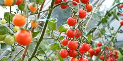 اصول کاشت گوجه فرنگی به شکل حرفه ای + بهترین زمان کاشت